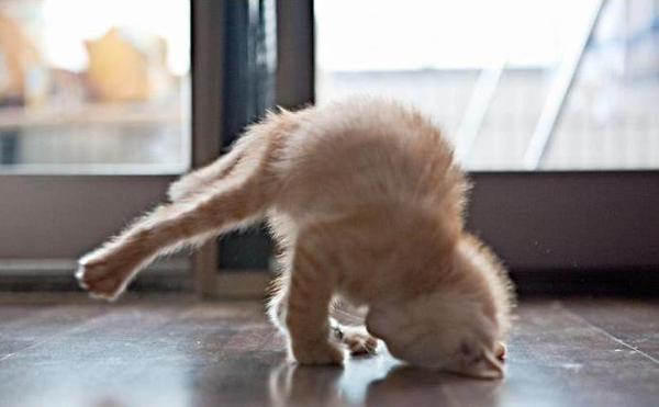 hand stand cat